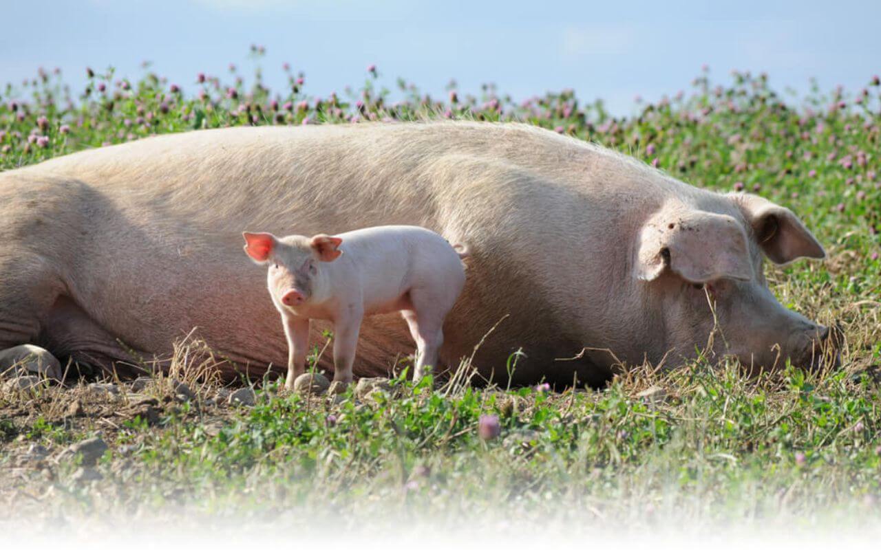 Ferkel steht vor ihrer Mutter und blickt in die Kamera auf dem Bioland-Hof von Schröder's Bio Fleisch- und Wurstwarten